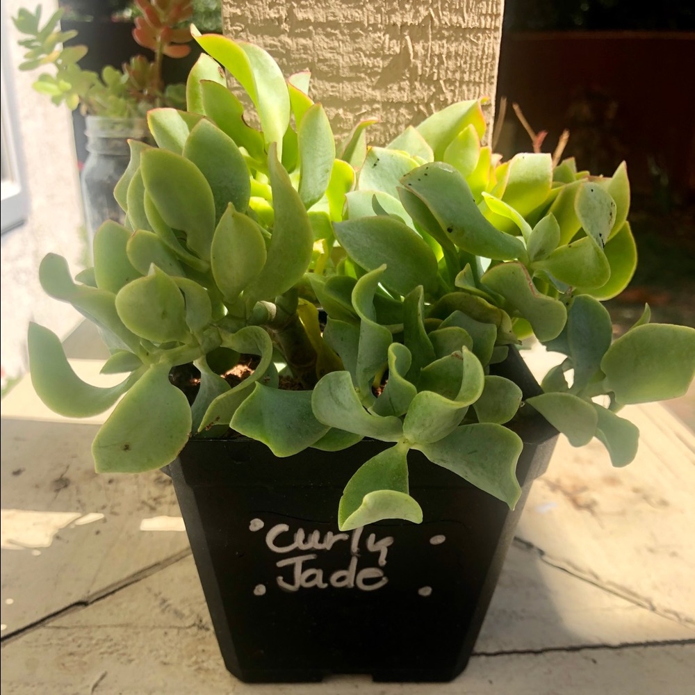 Curly Jade - 4 inch pot. Rooted plant.